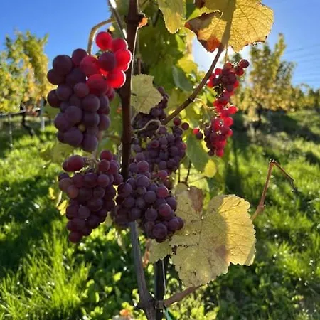 Au Gres Des Vosges - A L'ancien De *